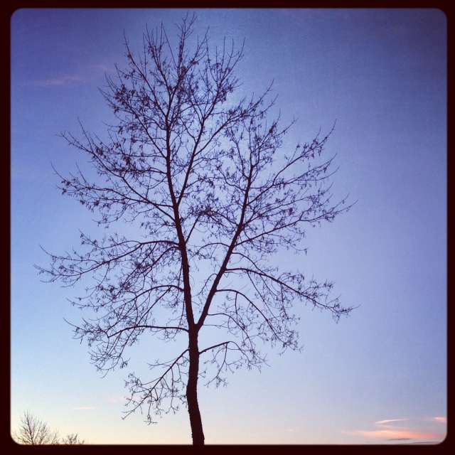 Edmonton Tree
