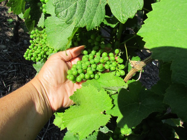 The grapes have gone from tiny BB's to small pea sized in one week.  Clusters had a great set following flowering and we seem to be on track for a nice development of the fruit in July.