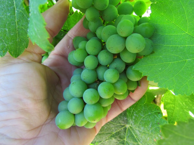 We are probably one 1-1.5 weeks away from lag phase--that is the time in the grape cluster just before rapid growth and colour change (version).  It's also the time we go out and weigh sample clusters to calculate what their eventual harvest weights will be (another time for seeing the balance in our crop load).  Still 2-3 weeks early.